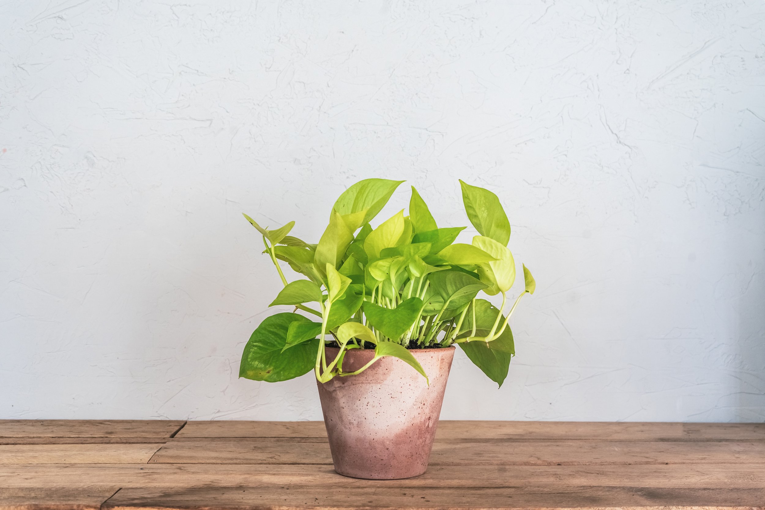 zz plant — Wilson Plant Co